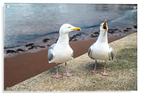 Mr and Mrs Gull Chatting at Paignton Harbour Acrylic by Nick Jenkins