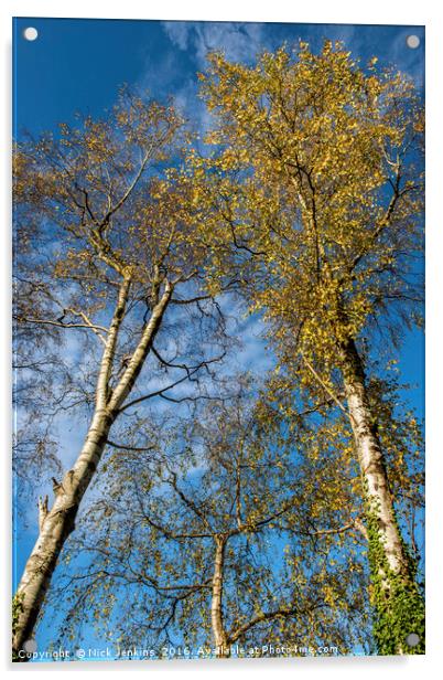 Silver Birch Trees in Autumn Acrylic by Nick Jenkins