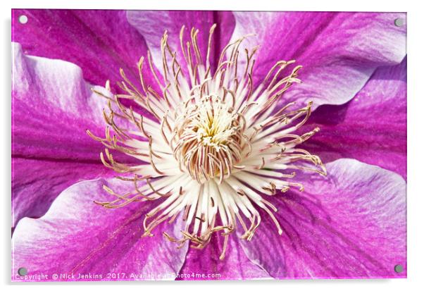 Purple Pink Clematis Flower Close Up Acrylic by Nick Jenkins