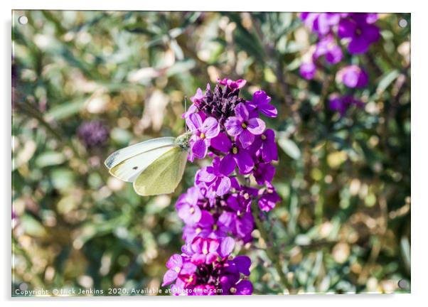 Large White Butterfly on Wallflower Spring Acrylic by Nick Jenkins