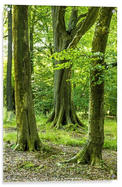 Three Beech Trees Wentwood Forest Monmouthshire Acrylic by Nick Jenkins