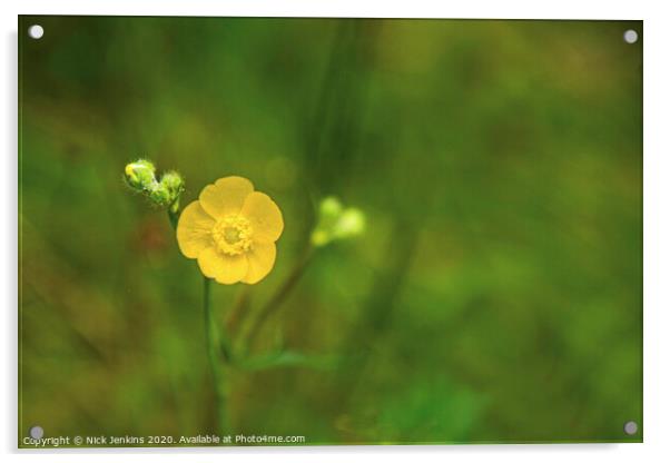Close up of solitary meadow buttercup  Acrylic by Nick Jenkins