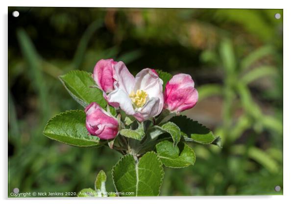 White and pink Crab Apple Blossom April 2020   Acrylic by Nick Jenkins