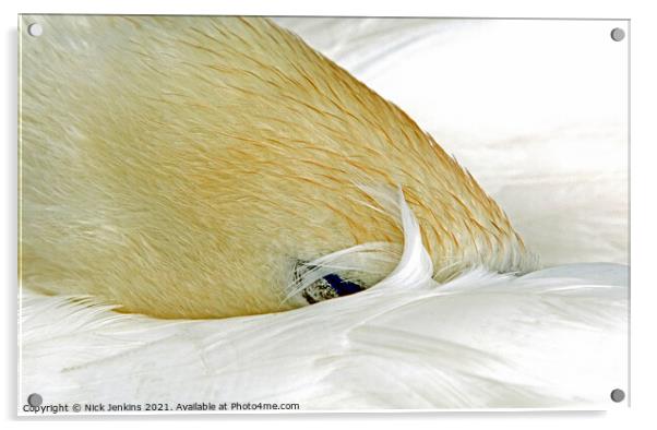 Mute Swan Fast Asleep by Cosmeston Lakes Acrylic by Nick Jenkins
