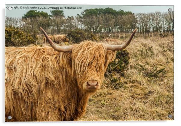 Highland Cow near St Davids Pembrokeshire Acrylic by Nick Jenkins