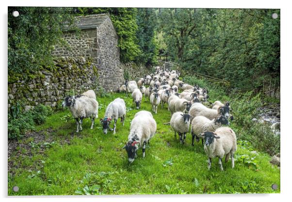 An advancing army of sheep at Hubberholme  Acrylic by Nick Jenkins