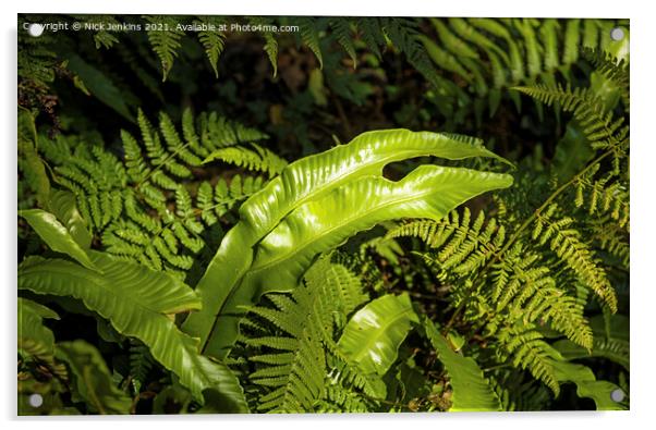 Ferns all together in a local woodland in Wales Acrylic by Nick Jenkins