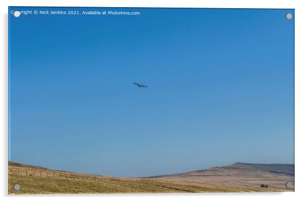 Red Kite Milvus Milvus flying over the Black Mount Acrylic by Nick Jenkins