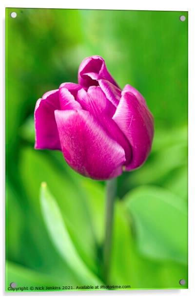 Dark Pink Tulip in April  Acrylic by Nick Jenkins