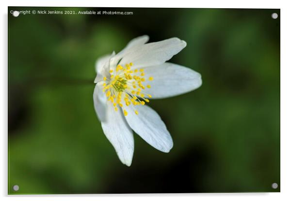 Wood Anemone in Woods in April  Acrylic by Nick Jenkins