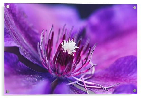 Purple and magenta  Acrylic by Iona Newton