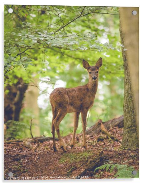 Roe deer in the woods Acrylic by gary ward