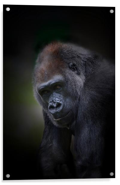 Lowland gorilla  Acrylic by Paul Fine