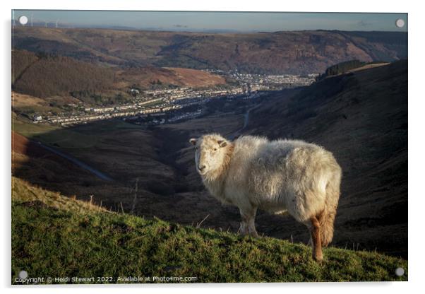 Friendly Sheep in the Rhondda Valleys Acrylic by Heidi Stewart