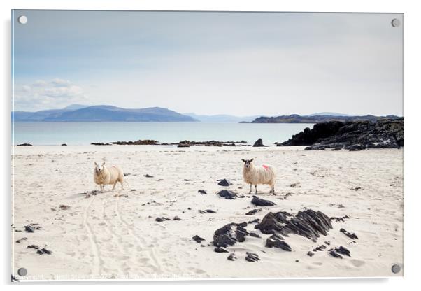 Sheep on the Beach Acrylic by Heidi Stewart