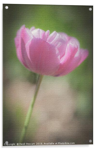 Pink Tulip Acrylic by Heidi Stewart