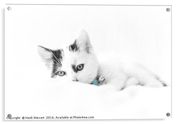 Kitten Cuteness Acrylic by Heidi Stewart
