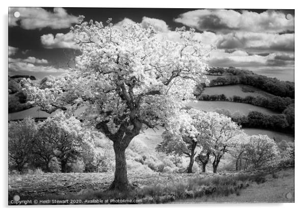 Trees in Infrared Acrylic by Heidi Stewart