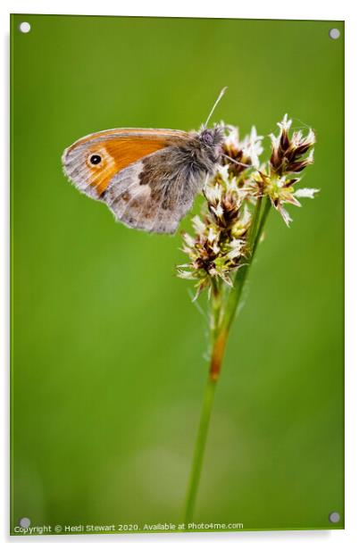 Small Heath Butterfly Acrylic by Heidi Stewart