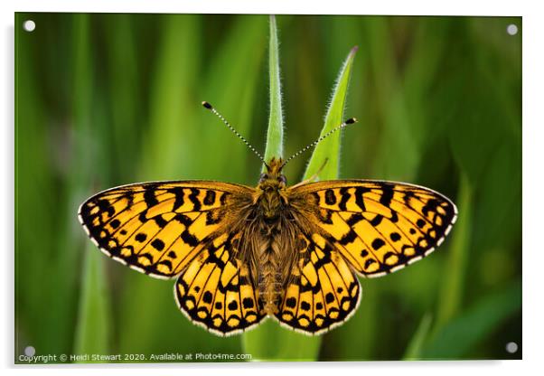 Small Pearl Bordered Fritillary Acrylic by Heidi Stewart