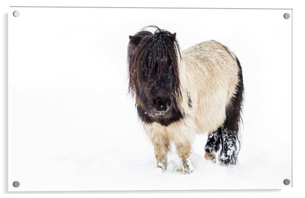 Snow Pony Acrylic by Heidi Stewart