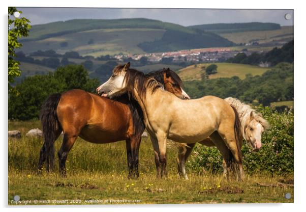 Horses At Play Acrylic by Heidi Stewart