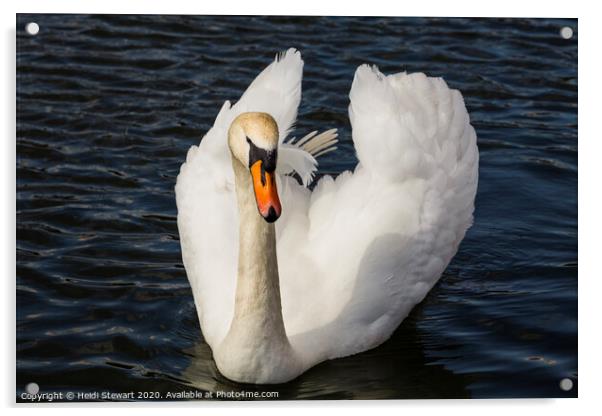 Majestic Swan Acrylic by Heidi Stewart