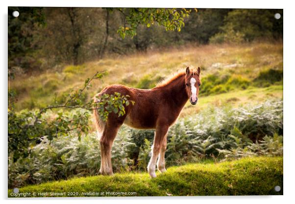 Wild Young Foal Acrylic by Heidi Stewart