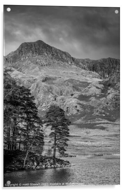Scots Pine Blea Tarn Acrylic by Heidi Stewart