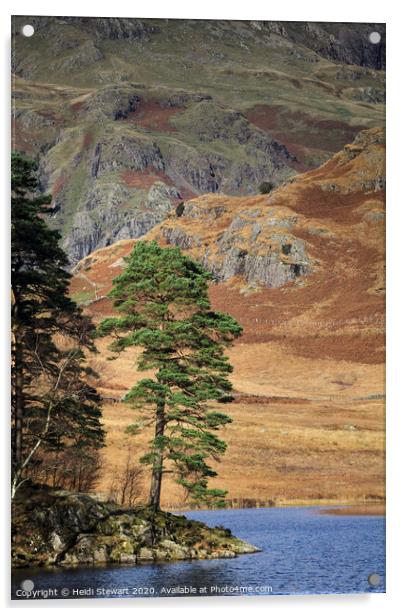 Scots Pine at Blea Tarn Acrylic by Heidi Stewart