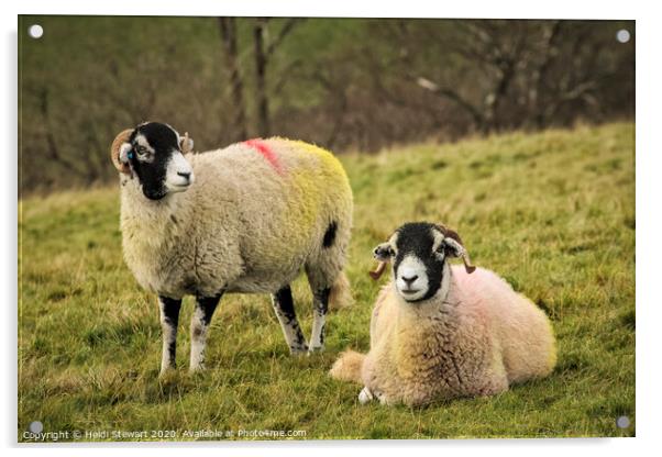Swaledale Sheep, Yorkshire Dales Acrylic by Heidi Stewart