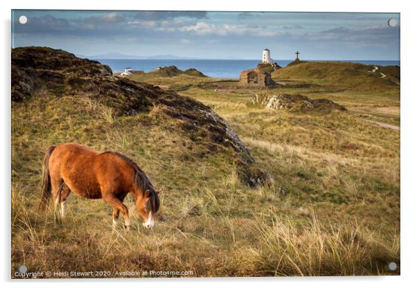 Horse on Ynys Llanddwyn, Anglesey Acrylic by Heidi Stewart