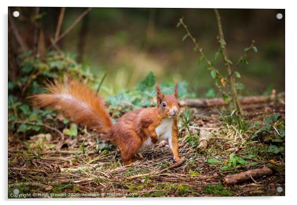Red Squirrel Sciurus vulgaris Acrylic by Heidi Stewart