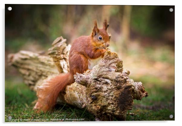 Red Squirrel, Sciurus vulgaris Acrylic by Heidi Stewart