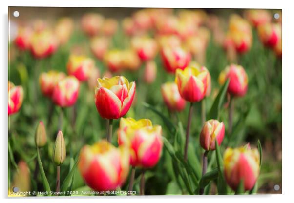 Tulips Acrylic by Heidi Stewart