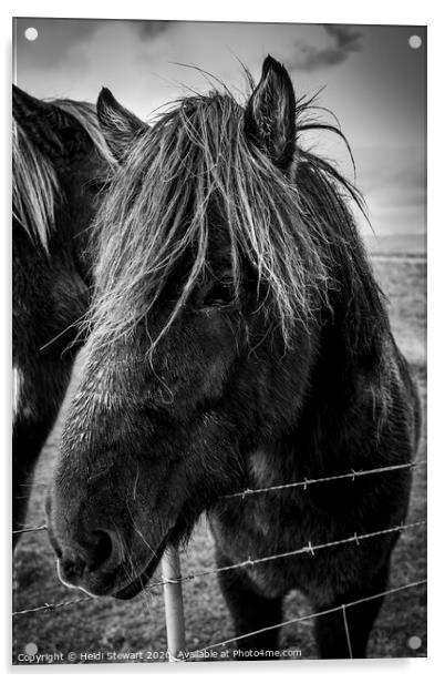 Icelandic Horse Acrylic by Heidi Stewart