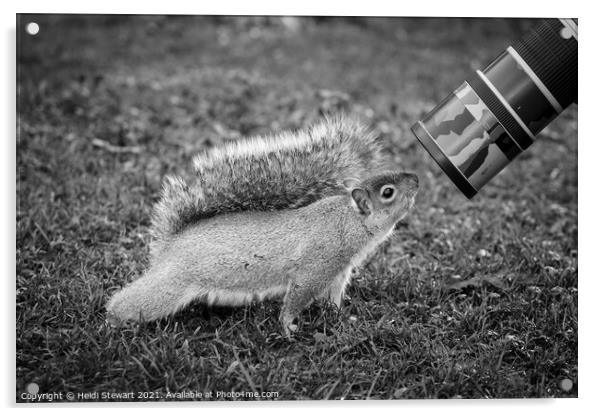 The Eastern Grey/Gray Squirrel Acrylic by Heidi Stewart