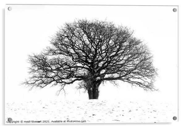 The Old Oak Tree Acrylic by Heidi Stewart