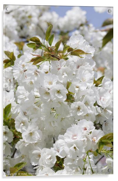 Cherry Blossom in Spring  Acrylic by Heidi Stewart