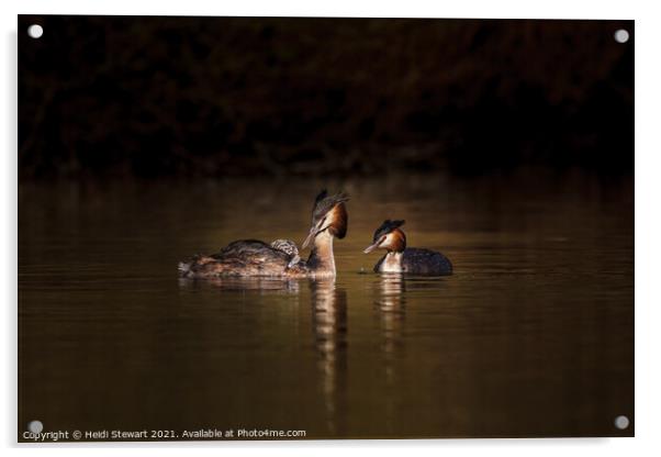 Great Crested Grebes and Chick Acrylic by Heidi Stewart