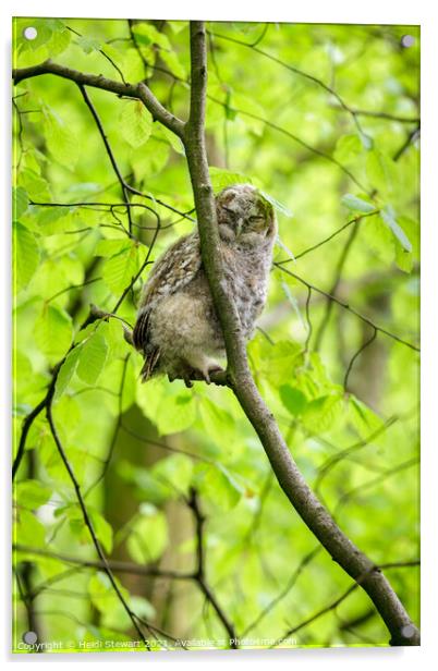 Sleepy Tawny Owl  Acrylic by Heidi Stewart