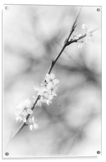 Blackthorn Flowers in Mono Acrylic by Heidi Stewart