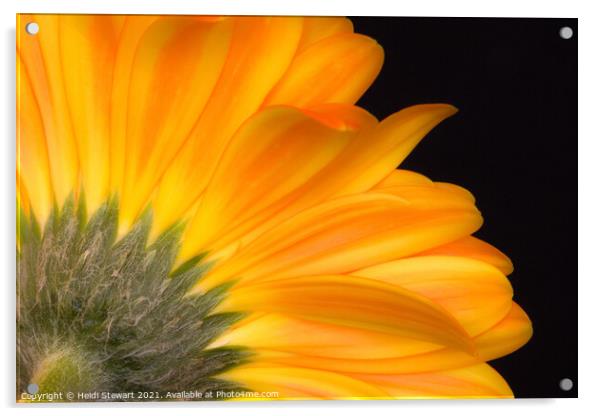 Orange Burst Acrylic by Heidi Stewart