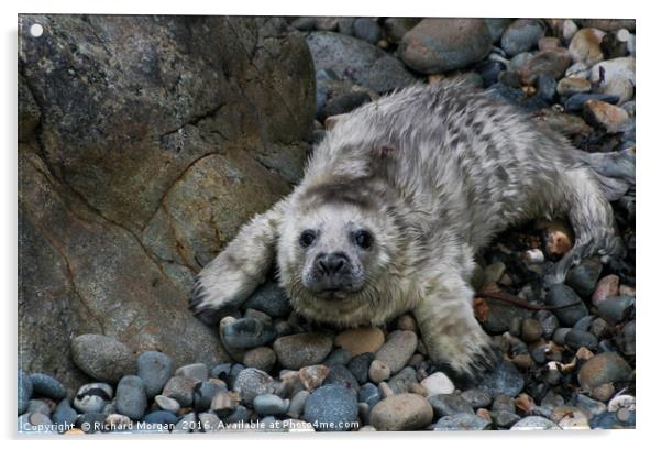Atlantic grey seal pup on Ramsey Island. Acrylic by Richard Morgan