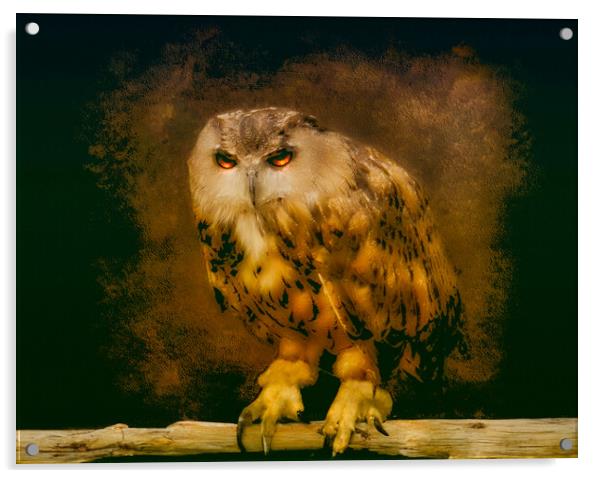 Owl Acrylic by simon alun hark