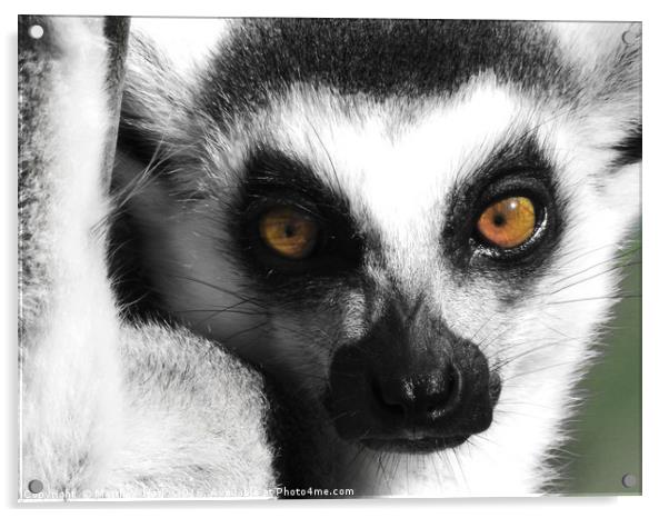 Lemur Acrylic by Matthew Hark