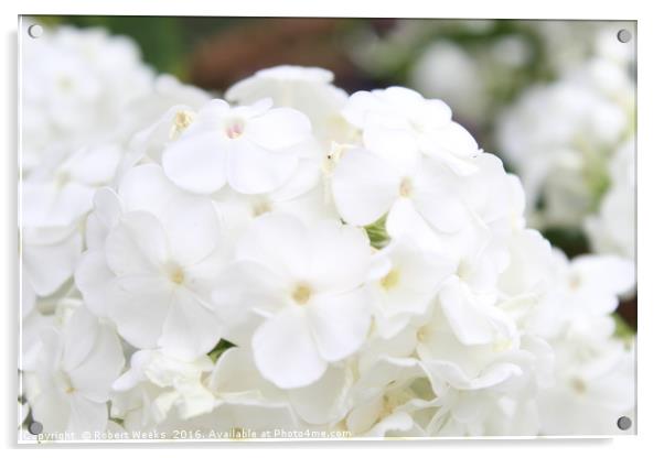 White Hydrangeas Acrylic by Robert Weeks