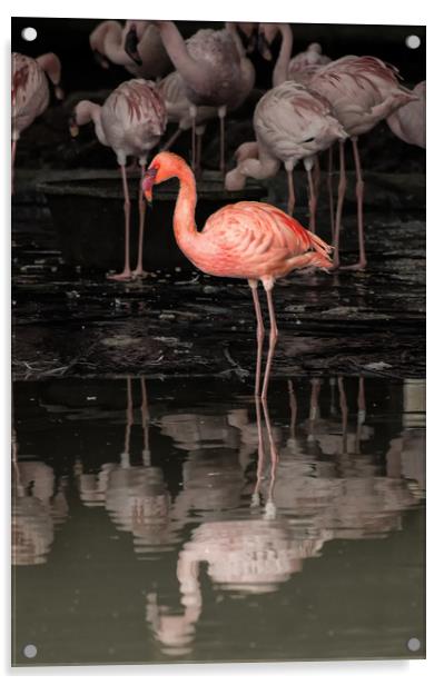 Flamingoes Acrylic by Matt Johnston