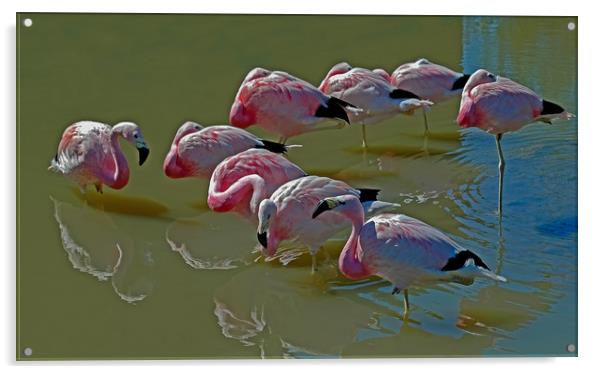 Resting Flamingoes Acrylic by Matt Johnston