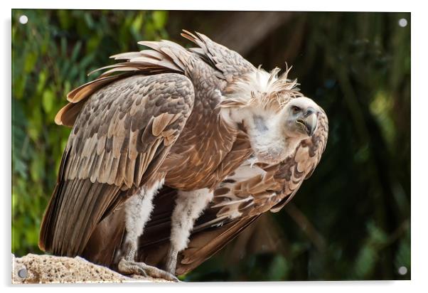 Griffin Vulture Acrylic by Matt Johnston